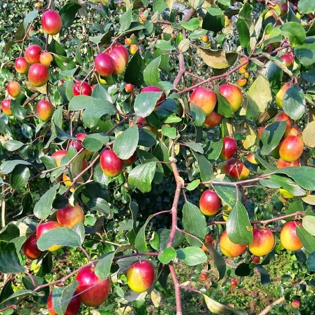 Miss India Ber (મિસ ઇન્ડિયા બોર)